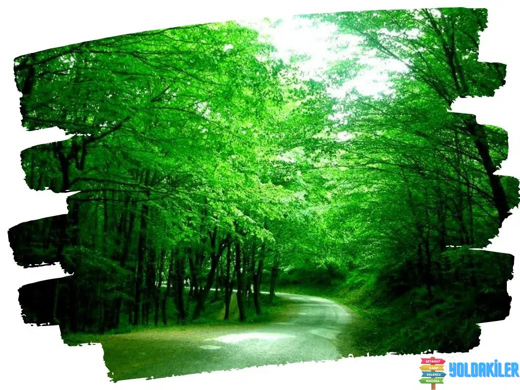 Belgrad Ormanı | İstanbul Gezilecek Yerler 2 Belgrad Ormanı Gezilecek Yerler